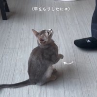 飼い主を見て前足を上げる猫