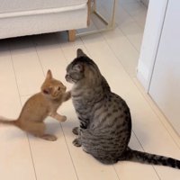 成猫に近づく子猫