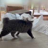 やんのかポーズ