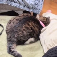 顔を擦り付ける猫