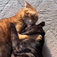 茶トラ猫に額を舐められる黒猫