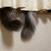 尻尾発見