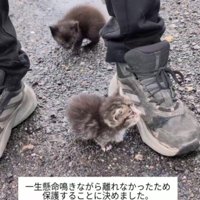 男性の靴にすがりつく子猫