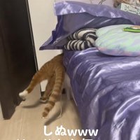 床に右後ろ足をつけてベッドの隙間に入ろうとしている猫