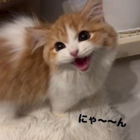 鳴いている猫