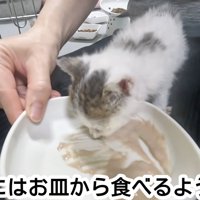 ごはんを食べる子猫