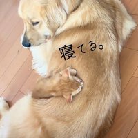 犬の背中で眠る子猫