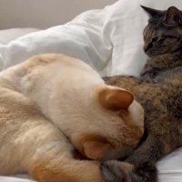 匂いを嗅ぐテンくん