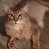 伏せをしてカメラを見上げる猫