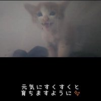 鳴いている子猫