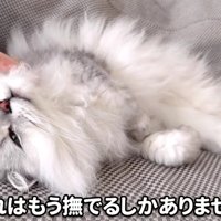 飼い主さんに撫でられるモルンさん