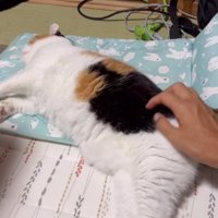 ペットマットに横になっている猫