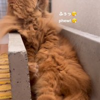 ため息をつく猫