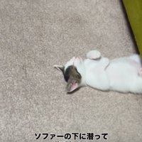 ソファ下で寝落ちした子猫