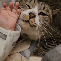 赤ちゃんの手に顔を近づける猫