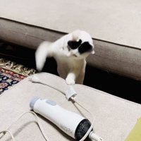 ドライヤーのコンセントにパンチする三毛猫