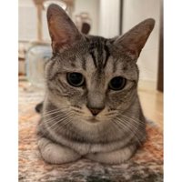 室内にいる猫