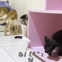 子猫にちょっかいをかける猫