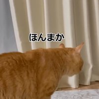 ほんまか