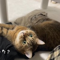 見つめる猫