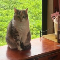 窓の近くで座る猫