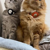 座っている猫2匹