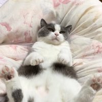 掛け布団の上でひっくり返っている猫