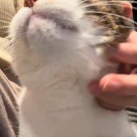 顔を上げる猫