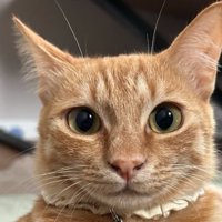 猫の顔