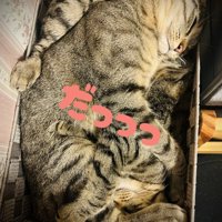 寝る2匹の猫