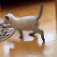 室内にいる猫