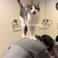 男の子の背中に乗っている猫