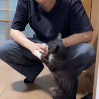 男性に甘える猫