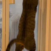 ドアに映った飼い主の手に向かってジャンプする猫