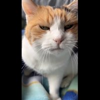 喉を鳴らし甘えているミケ