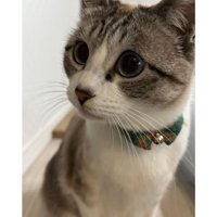 室内にいる猫
