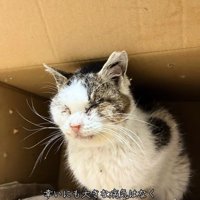 箱の中で目を閉じる猫