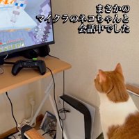 マイクラ猫と会話する猫