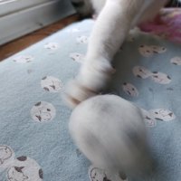 猫の前足