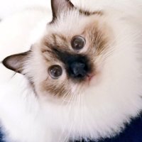 冬毛の猫（うすい）