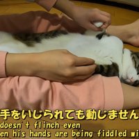 両手を握られている猫