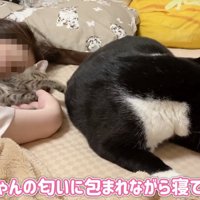 人の顔の前で遊ぶ子猫