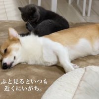 犬のそばでけづくろいする猫