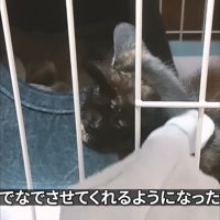 首をなでられる子猫