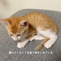 目を覚ます子猫