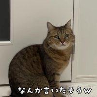 何か言いたげに飼い主さんwみつめるみにらくん