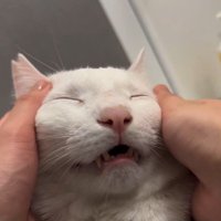 人にマッサージをされている猫