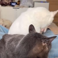 猫さんにおしまいと言われた犬さん