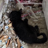 ひとりでゴミの中にうずくまる子猫