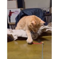 テーブルにいる猫